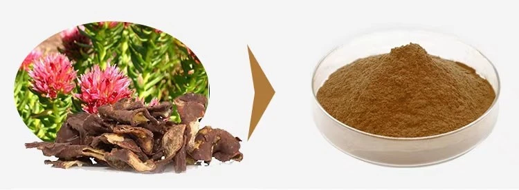 Rhodiola Rosea Extract Rhodiola Rosea Extract